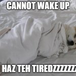 sleepy dog | CANNOT WAKE UP; I HAZ TEH TIREDZZZZZZZ | image tagged in sleepy dog | made w/ Imgflip meme maker
