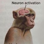 Neuron Activation Monkey meme
