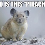 See, the animal is a pika... | WHO IS THIS “PIKACHU?” | image tagged in pika | made w/ Imgflip meme maker