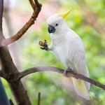 Cockatoo with a nut