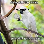 mess with the cocky, get hit by a rocky | Mess with the cocky; your skull gets a rocky | image tagged in cockatoo with a nut,dank,fun,funny,cockatoo | made w/ Imgflip meme maker