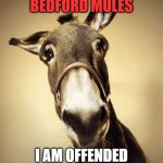 Bedford Mules | BEDFORD MULES; I AM OFFENDED | image tagged in mule | made w/ Imgflip meme maker