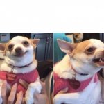 Happy Dog Then Angry Dog meme