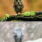 Owl In Summer And Winter | SUMMER; WINTER | image tagged in spring winter owl,summer,winter,owl | made w/ Imgflip meme maker