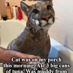 cat | Found:; Cat was on my porch this morning. Ate 3 big cans of tuna. Was muddy from the rain, so I gave him a bath. | image tagged in cat | made w/ Imgflip meme maker