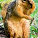 Facepalm Squirrel