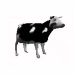 Polish Cow GIF Template
