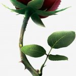 Rosana