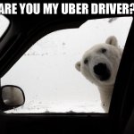 polar bear at car window | ARE YOU MY UBER DRIVER? | image tagged in polar bear at car window | made w/ Imgflip meme maker