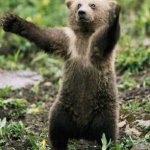 Hubby Bear Meme Generator - Imgflip