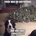 Dog Christmas Tree | THERE WAS AN EARTHQUAKE, AND ONLY DOGS COULD FEEL IT. | image tagged in dog christmas tree | made w/ Imgflip meme maker
