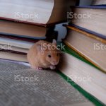 Mouse In A Library