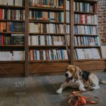 Dog In Library/Bookstore