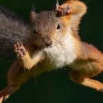 karate squirrel