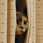 Curtains Cat