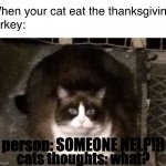 i chose this | person: SOMEONE HELP!!! cats thoughts: what? | image tagged in fat cat meme | made w/ Imgflip meme maker