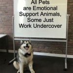 Who's a Good Boy? | All Pets are Emotional Support Animals, Some Just Work Undercover | image tagged in how to be a good boy | made w/ Imgflip meme maker