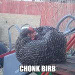 Chonk Birb | CHONK BIRB | image tagged in chonk birb,chicken,birb | made w/ Imgflip meme maker