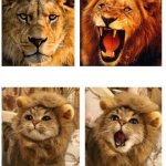 Lion roaring and cat meowing meme