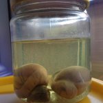 Pickled Testicles  Balls in a Jar