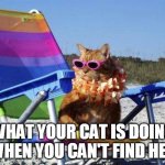 Beach Cat | WHAT YOUR CAT IS DOING WHEN YOU CAN'T FIND HER | image tagged in beach cat | made w/ Imgflip meme maker