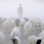 some guy near sheep on a foggy day