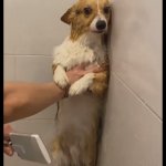 Dog getting shower against will