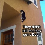 A furry new friend | They didn't   
 tell me they  
 got a Dog ! | image tagged in parkourcat,friends,forever,mix,bad pun dog | made w/ Imgflip meme maker