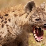 Angry Hyena