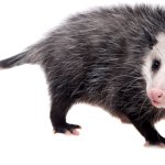 possum