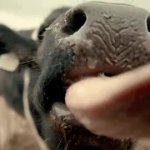 Cow GIF Template
