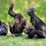 Laughing chimps monkies