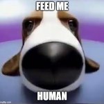 Staring Dog | FEED ME; HUMAN | image tagged in staring dog | made w/ Imgflip meme maker