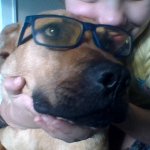 glasses dog
