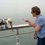 Woman Yelling At Seagull