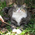 whAt cat