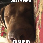 DOG | SO YOUR JUST GOING; TO SLIP BY WITHOUT SAYING HI | image tagged in memoma dog | made w/ Imgflip meme maker