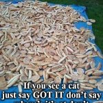 cat | If you see a cat just say GOT IT don’t say where’s it’s at don’t spoil it for the next person | image tagged in cat | made w/ Imgflip meme maker