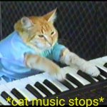 *cat music stops* meme
