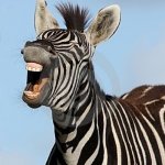 Laughing Zebra | HA, HA, HA! YOU THINK I'M CRAZY? | image tagged in laughing zebra | made w/ Imgflip meme maker