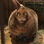 Beefy Bunny | THIS IS MY SPIRIT ANIMAL | image tagged in beefy bunny | made w/ Imgflip meme maker