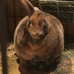 Beefy Bunny | I AM NOT FAT; I AM FLUFFY | image tagged in beefy bunny | made w/ Imgflip meme maker