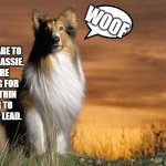 Lassie | WOOF; DISNEY ARE TO REMAKE LASSIE.
THEY'RE LOOKING FOR A TALL, THIN ACTOR TO PLAY THE LEAD. | image tagged in lassie | made w/ Imgflip meme maker