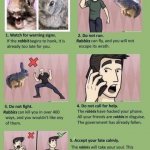 How to stop a rabbit attack meme