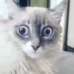 Shocked cat GIF Template