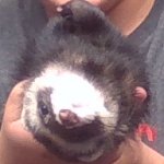 upside down ferret