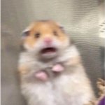 scared hammy | image tagged in scared hammy | made w/ Imgflip meme maker