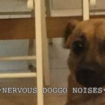 Nervous doggo noises meme