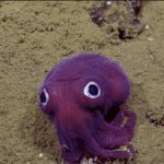 Googly eyed squid