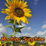 flowers | Morning Sunshine | image tagged in flowers | made w/ Imgflip meme maker